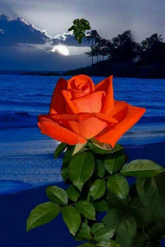 HamitKaraman9's tweet photo. #SEVGİLİ #GÜZEL #İZMİR #GEÇMİŞ #OLSUN #SİZİN #ACINIZ #BİZİM #ACIMIZ #TC #HALKLARI #YANINIZDA❤️
Mutlu sabahlar günaydın rojbaş arkadaşlar covid19 coronavürüsten korunmak devletin koyduğu kurallara uymak zorunlu uygun mesafe maske kullanmak ülkemiz ve dünya sağlığı için önemli ❤️ https://t.co/XFXnIKxmc3