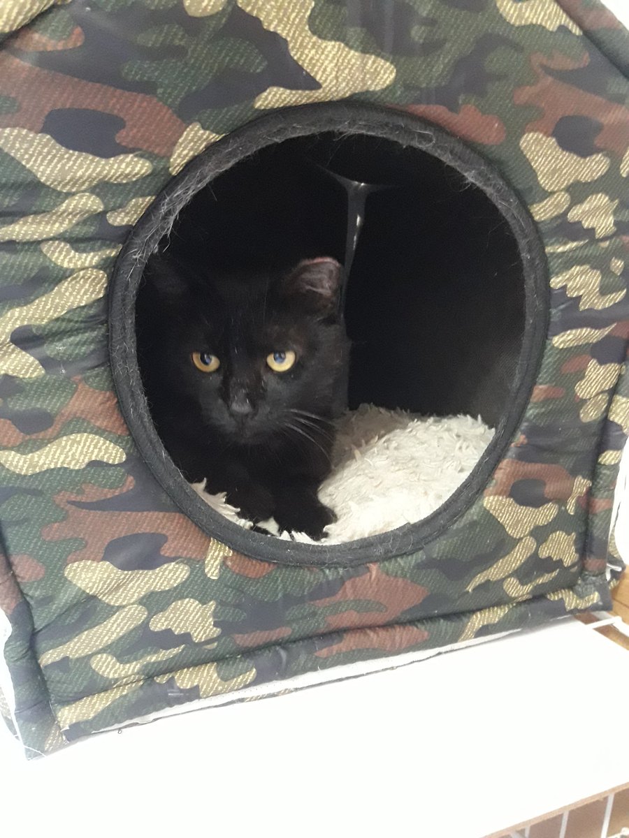 DeGatitos_'s tweet photo. #DonCachettesII
#DonCachettesII
Mofletes esta divino, ya tiene el alta veterinaria y muere por mimos
Le buscamos un hogar
escribinos a adopciones@fundaciondegatitos.org.ar preguntando por Don Mofletes. https://t.co/rha71kTdfm