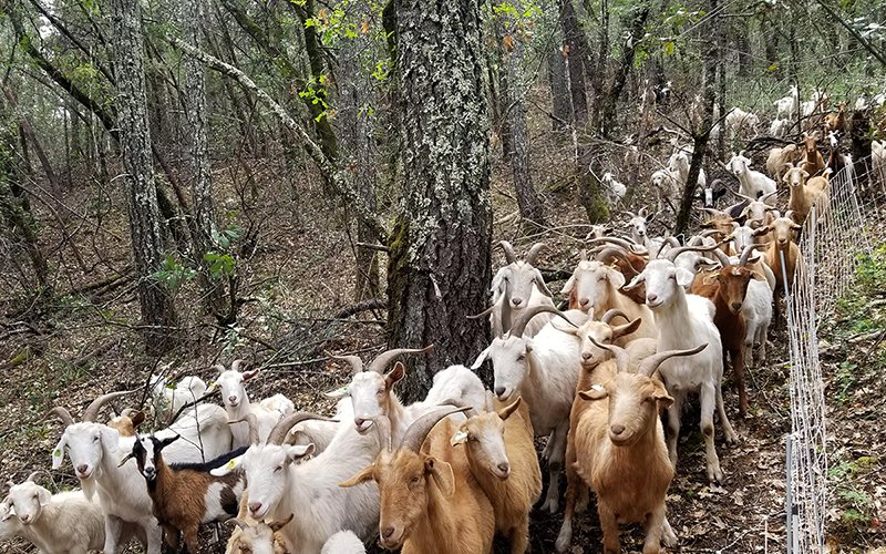 Marksman's tweet photo. Every goat must be accounted for. #CountEveryGoat https://t.co/FCcLmhPJLX