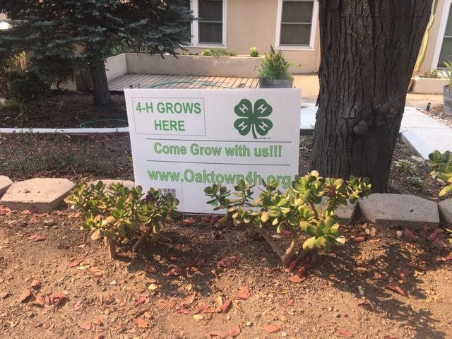 oaktown4h's tweet photo. November Meeting - Nov 9 at 6 pm
 includes the Promo Poster Contest 

Promotional Art Contest

Don't forget to get a photo of your Oak Town 4-H yard/window sign in YOUR yard/window with the special accompanying sign you created to go with it. Create your 8.5 X 11 card stock sig… https://t.co/lLVtaL5CcF