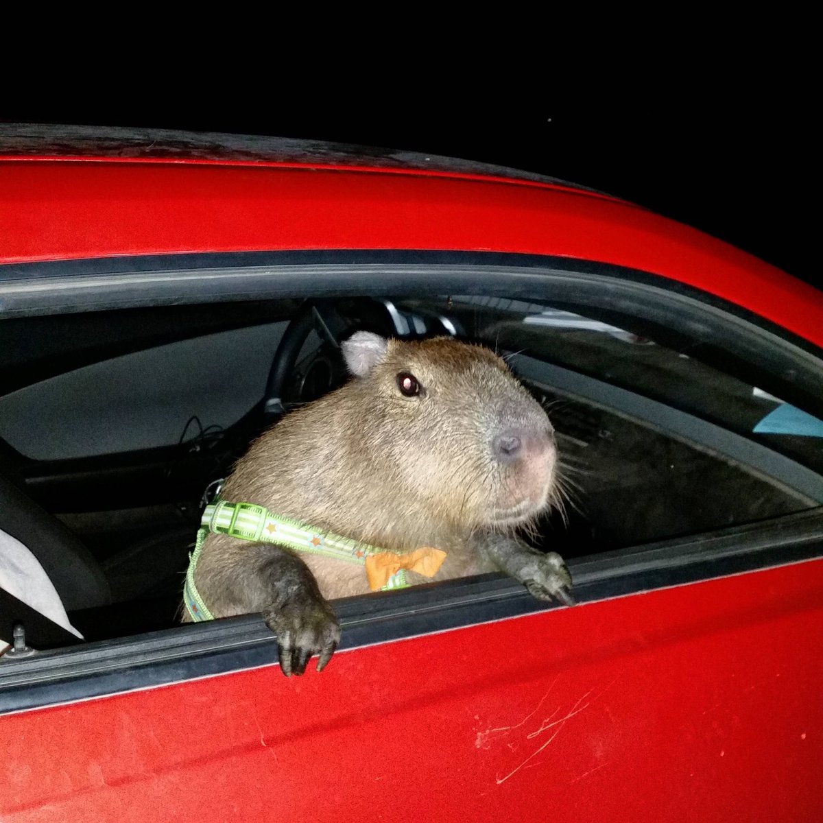 CapybaraCountry's tweet photo. driving to nevada to count the votes myself https://t.co/CAID5ZZOE3