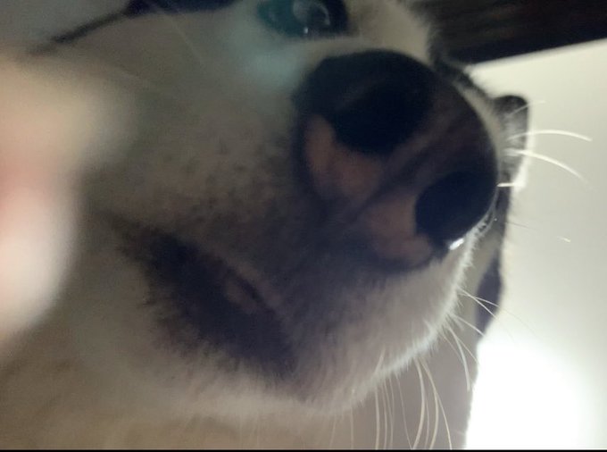 既視感&hellip;って思ったら絶妙に似てる気もしないこともなきにしもあらず  #トトロ　#となりのトトロ #シベリアンハスキー https://t.co/iR9qCvcYE1<a href="/tag/%E3%83%88%E3%83%88%E3%83%AD"class="tags">#トトロ</a><a href="/tag/%E3%81%A8%E3%81%AA%E3%82%8A%E3%81%AE%E3%83%88%E3%83%88%E3%83%AD"class="tags">#となりのトトロ</a><a href="/tag/%E3%82%B7%E3%83%99%E3%83%AA%E3%82%A2%E3%83%B3%E3%83%8F%E3%82%B9%E3%82%AD%E3%83%BC"class="tags"><span>#シベリアンハスキー</span></a>