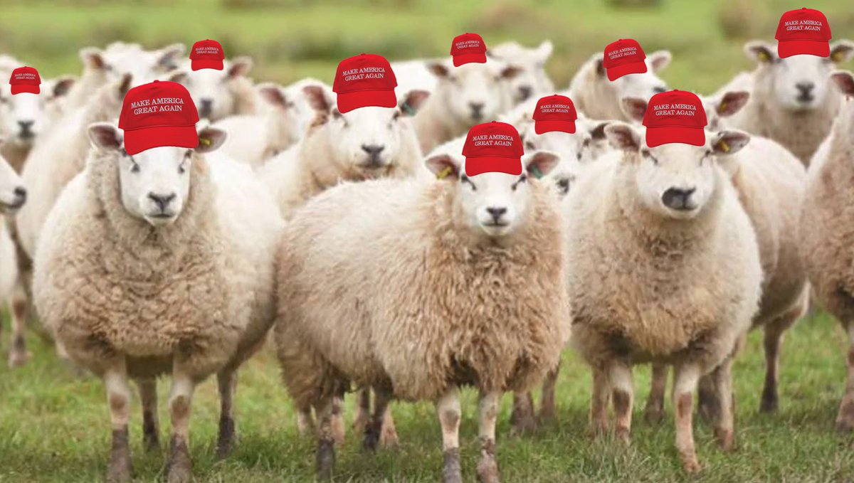 _soinformed's tweet photo. The Trump supporters mindlessly chanting “stop the steal” in Arizona https://t.co/wB951YjiXU