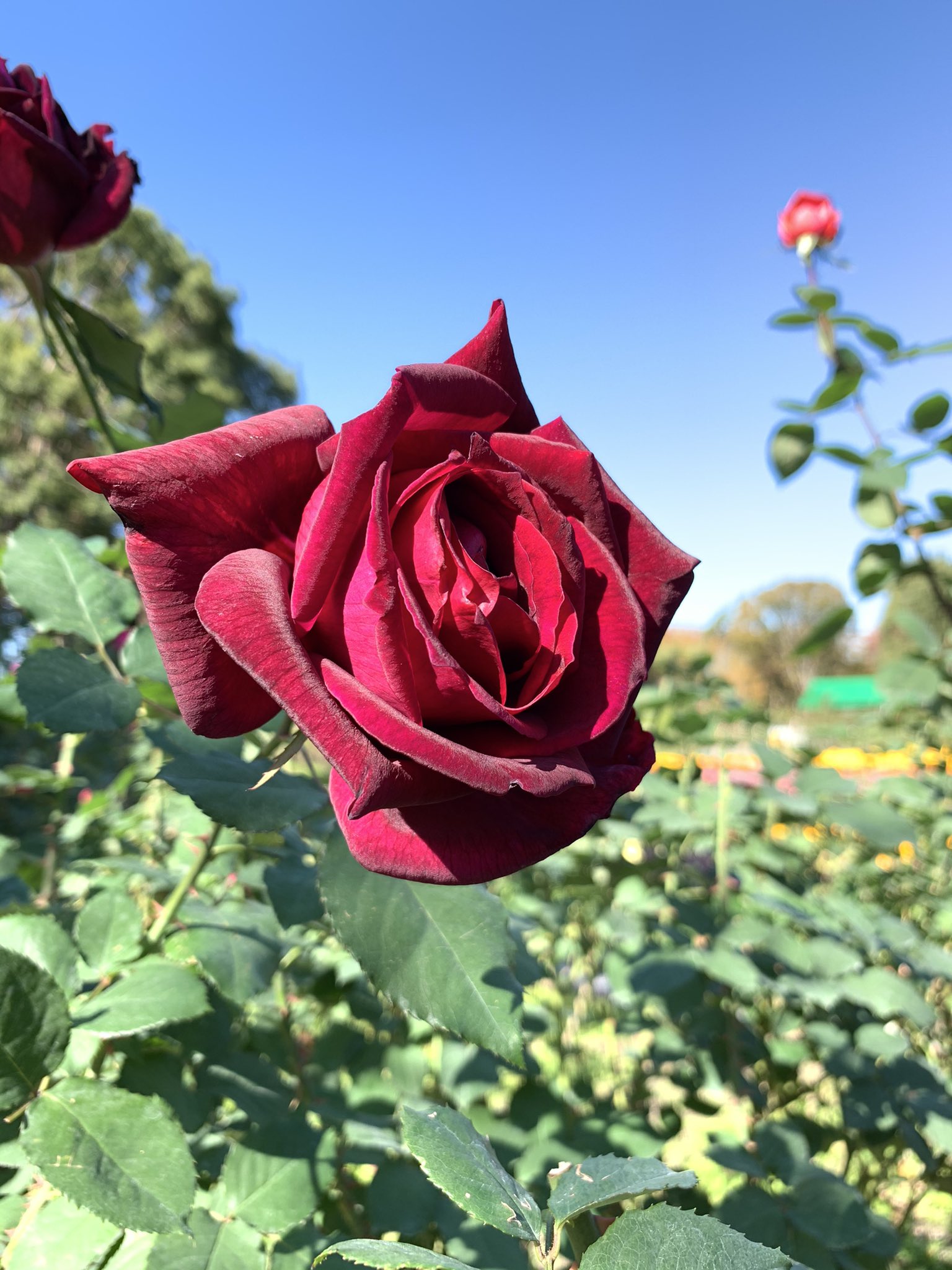 福岡市植物園 今日のバラ園から 秋バラの一輪一輪の花姿と 香りをお楽しみください 特に香るバラの名板には いい香りがします 目印がついています パパメイアン シャルルドゥゴール ふれ太鼓です 福岡市植物園 福岡市動植物園 一人一花 福岡市植物園 今日のバラ園から 秋バラの一輪一輪の花姿と 香りをお楽しみください 特に香るバラの名板には いい香りがします 目印がついています パパメイアン シャルルドゥゴール ふれ太鼓です 福岡市植物園 福岡市動植物園 一人一花