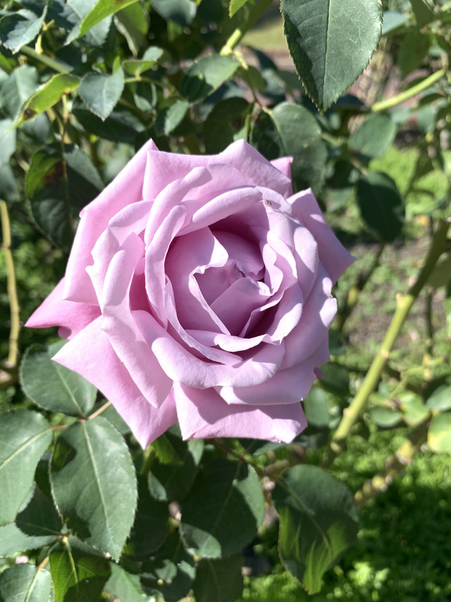 福岡市植物園 今日のバラ園から 秋バラの一輪一輪の花姿と 香りをお楽しみください 特に香るバラの名板には いい香りがします 目印がついています パパメイアン シャルルドゥゴール ふれ太鼓です 福岡市植物園 福岡市動植物園 一人一花