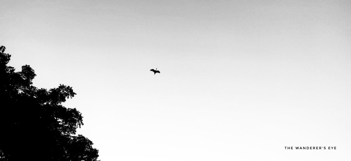 wanderer_eye's tweet photo. Hello Viewers
Our Stork Departs at HH. MM XM IST...
Interested Candidates Can Download to your Phone Gallery at any time...
Regards
The Wanderer's Eye
#bwphotography
#bw #bwart #bwdesign #bwphoto #BlackandWhite #Black #White #blackandwhitewallpaper #blackandwhitephotography https://t.co/d7cmZPygHr