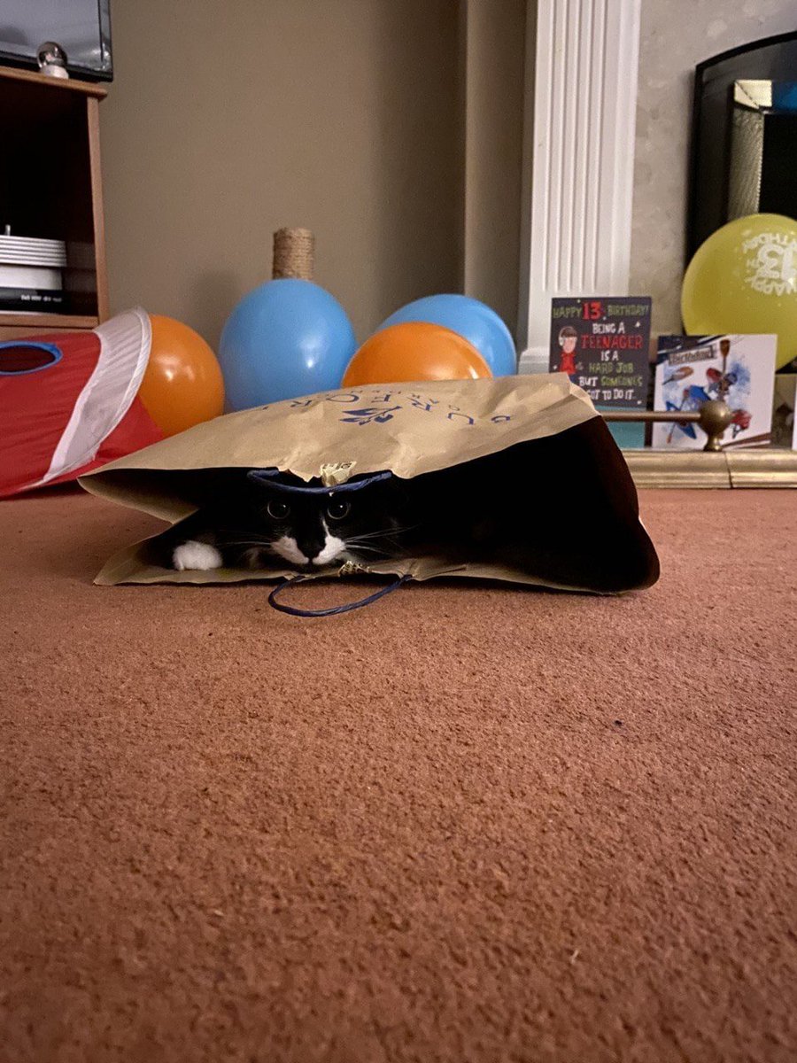 _spoonnn's tweet photo. mannnn I can't believe real life made me quit osu like this, wish I was able to play more but I just don't feel like it anymore whenever I have the time for games, guess I have reached the dream of any osu player. Also here is my cat in a bag https://t.co/veXK1LruWj