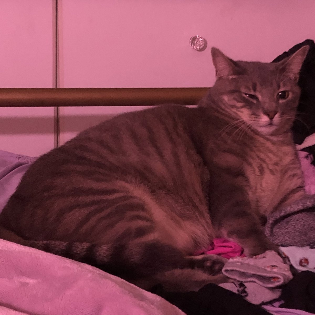 leom0on's tweet photo. he’s big and squishy https://t.co/UaWDVXXsdB