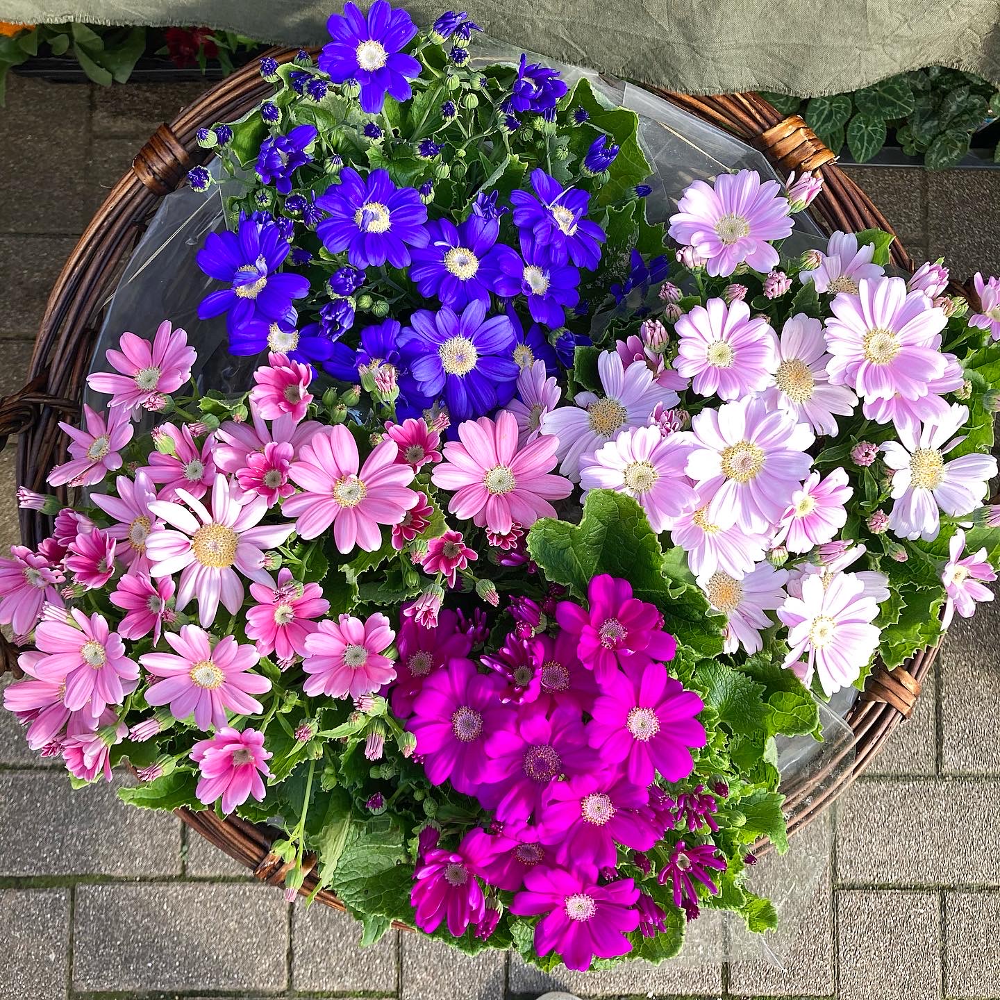 駅前花壇 Auf Twitter 本日は 鉢物のサイネリアのご紹介です サイネリアは水切れを起こしやすい種類でもあるため 土が乾いたらたっぷりとお水をあげましょう とてもカラフルでたくさんのお花を咲かせてくれるので贈り物にもぴったりです 価格 700円 税別