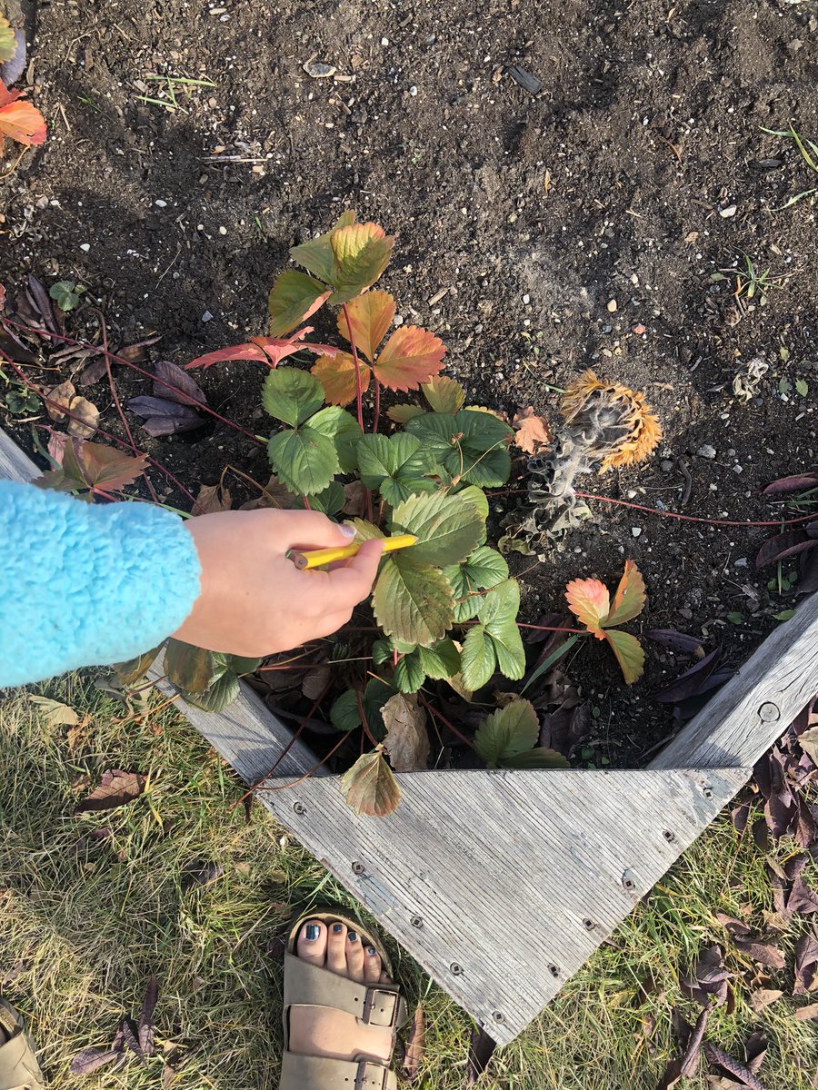 glendale_belin's tweet image. Finding Fibonacci! Today we searched for evidence of Fibonacci numbers within our very own Courage Garden and Alberta Wilds! 🌱🌸🍁🌼
#FibonacciFun
#mightymathematicians
@glendale_bode