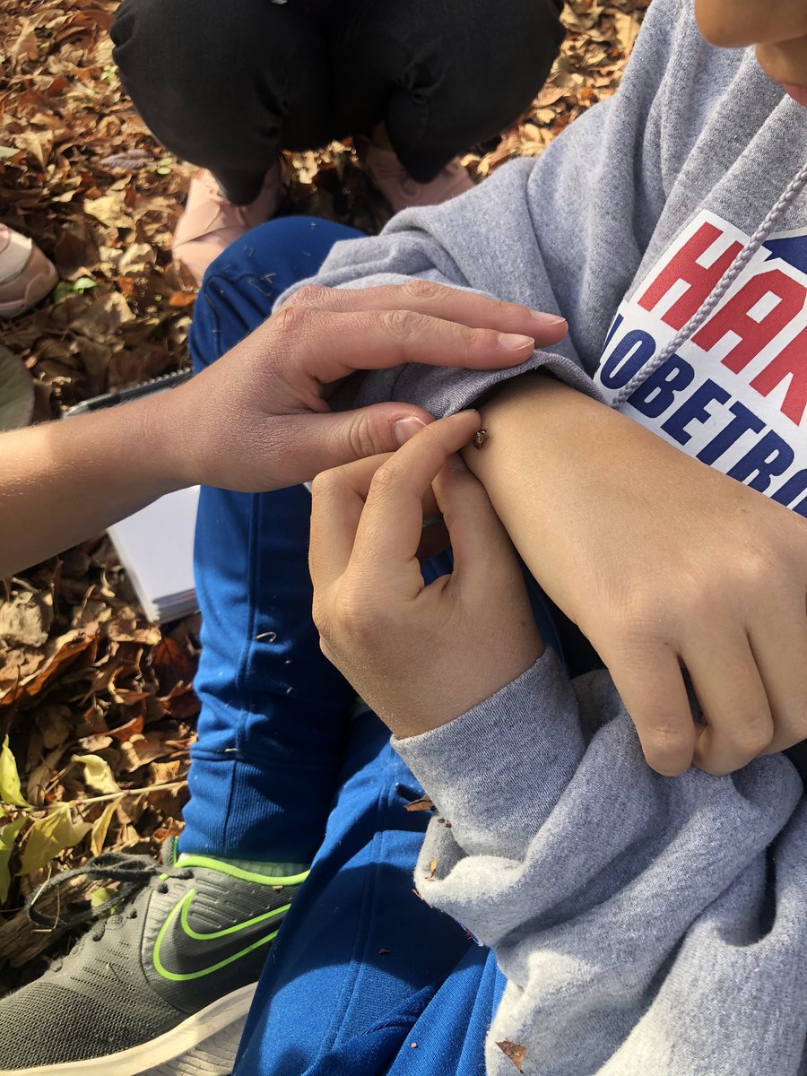 glendale_belin's tweet image. Finding Fibonacci! Today we searched for evidence of Fibonacci numbers within our very own Courage Garden and Alberta Wilds! 🌱🌸🍁🌼
#FibonacciFun
#mightymathematicians
@glendale_bode