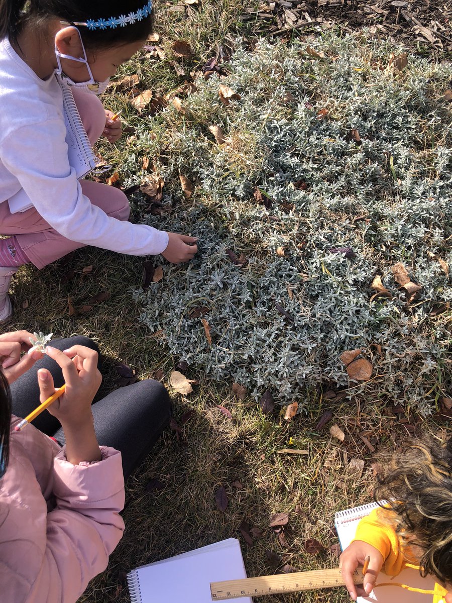 glendale_belin's tweet image. Finding Fibonacci! Today we searched for evidence of Fibonacci numbers within our very own Courage Garden and Alberta Wilds! 🌱🌸🍁🌼
#FibonacciFun
#mightymathematicians
@glendale_bode