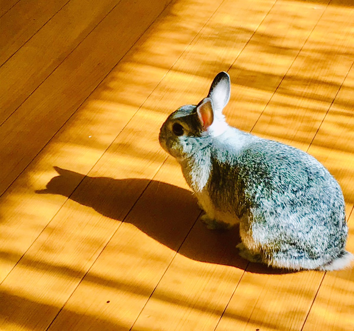 うちのうさぎと寺社ノート Rabbit Jisha Twitter