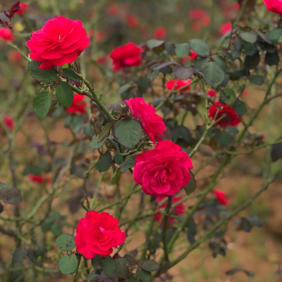 FreshHarvestIND's tweet photo. Add the gentle fragrant beauty of fresh Damascus roses to your festive celebrations at home. Buy fresh from the farm, home delivered in #Bangalore this weekend. Add it to a rangoli, or to your home temple or even keep some aside to make Gulkhand! 100% naturally grown.

#KhetSe https://t.co/DU82nFF0VN