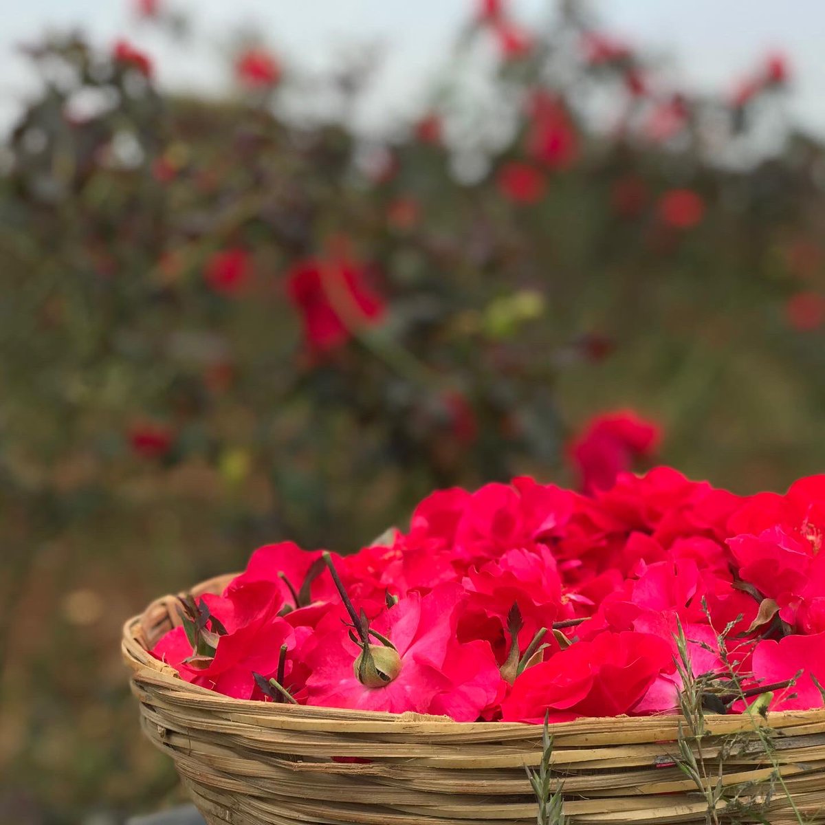 FreshHarvestIND's tweet photo. Add the gentle fragrant beauty of fresh Damascus roses to your festive celebrations at home. Buy fresh from the farm, home delivered in #Bangalore this weekend. Add it to a rangoli, or to your home temple or even keep some aside to make Gulkhand! 100% naturally grown.

#KhetSe https://t.co/DU82nFF0VN