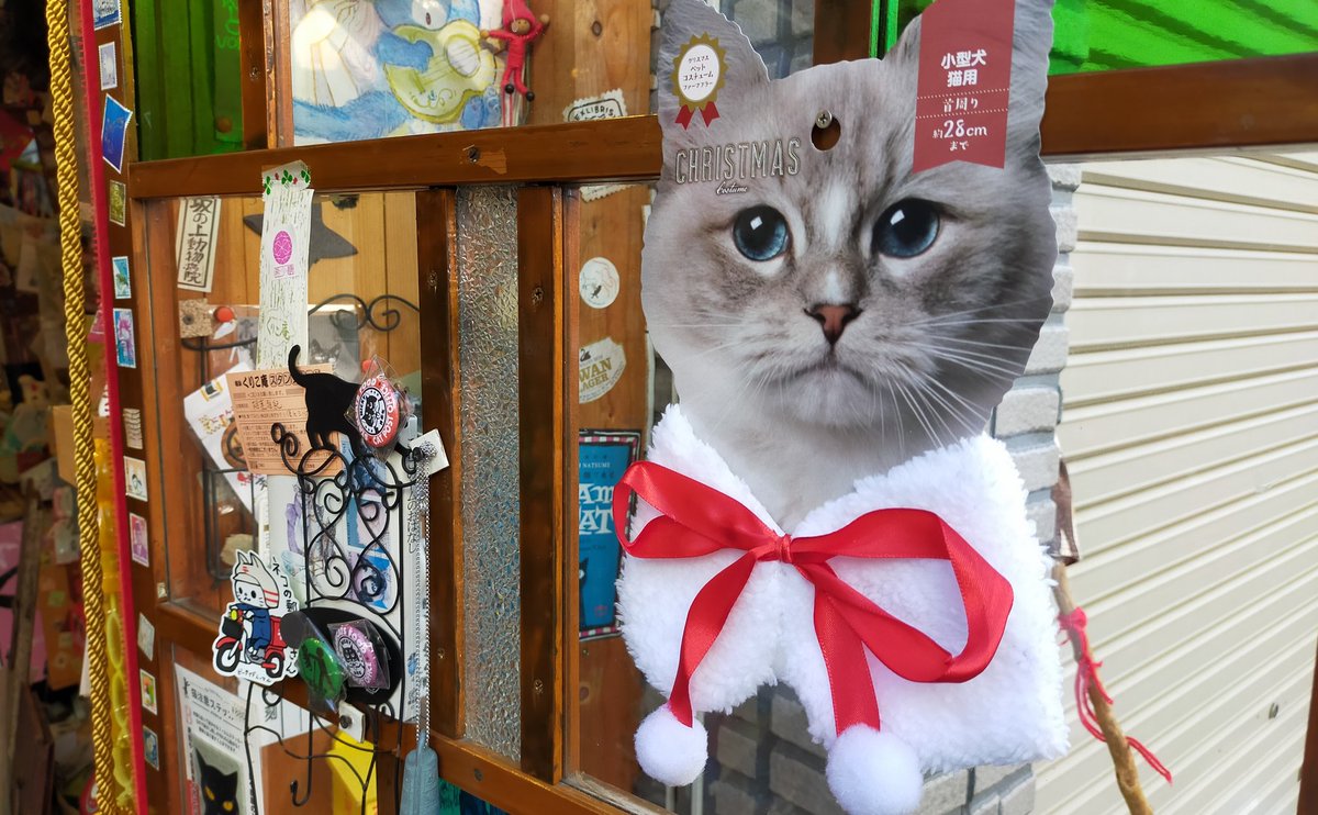 クリスマスまで可愛子ちゃん来てくれてます 神楽坂 ねこの郵便局 オーナーは地味なので華を添えて クリスマス 11 05 神楽坂ねこの郵便局というなまえのお店