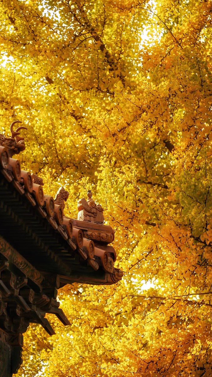 People here say if Biden got elected, the Beijing-Washington relationship will be normalized, because Beijing has For-Biden City.