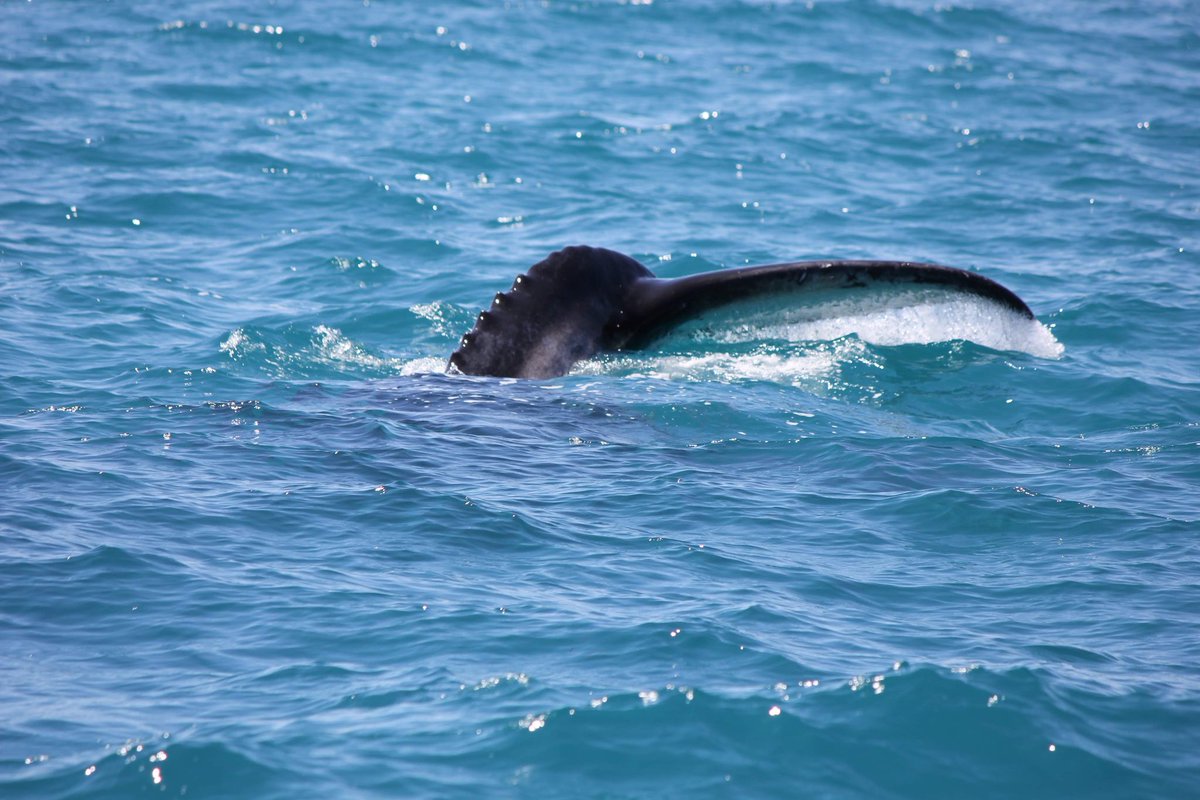 MillsCharters's tweet image. 30 degree day, no wind and whales! What more could you ask for? 🐋