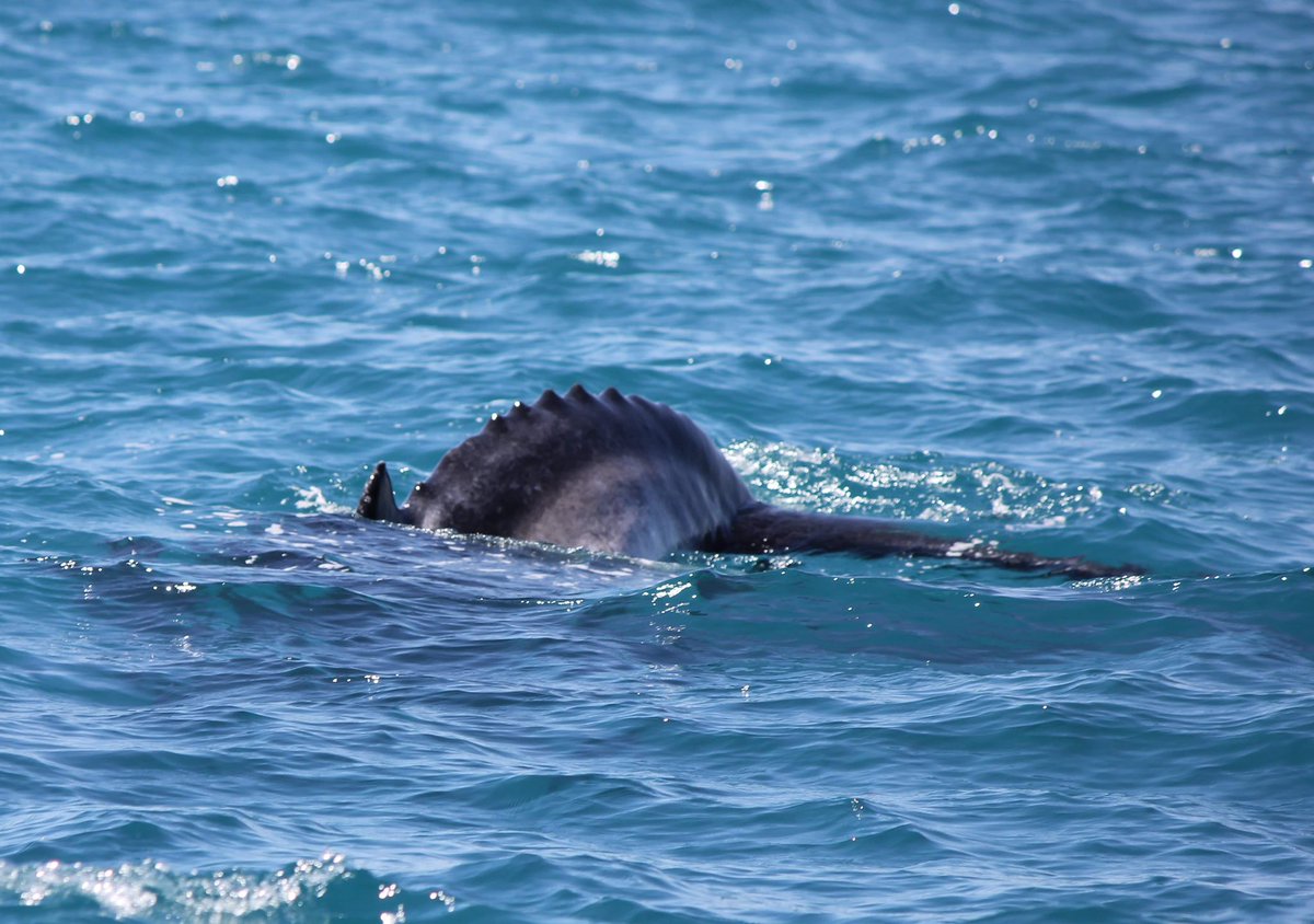 MillsCharters's tweet image. 30 degree day, no wind and whales! What more could you ask for? 🐋