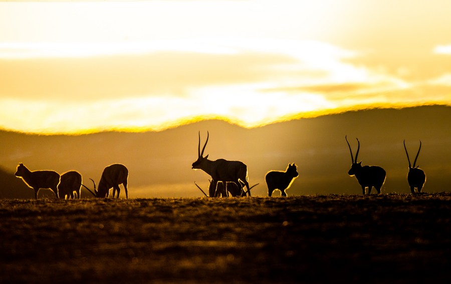 China Xinhua News tweet media