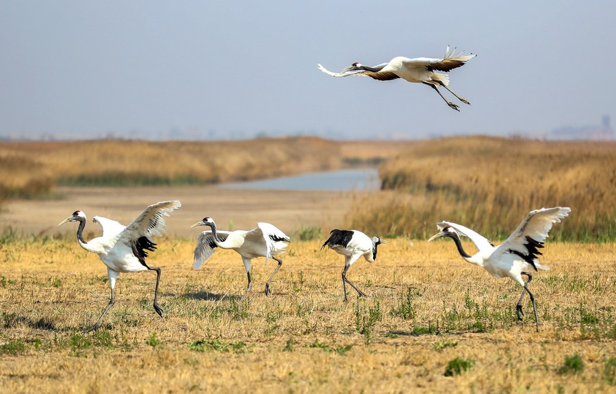 China Xinhua News tweet media