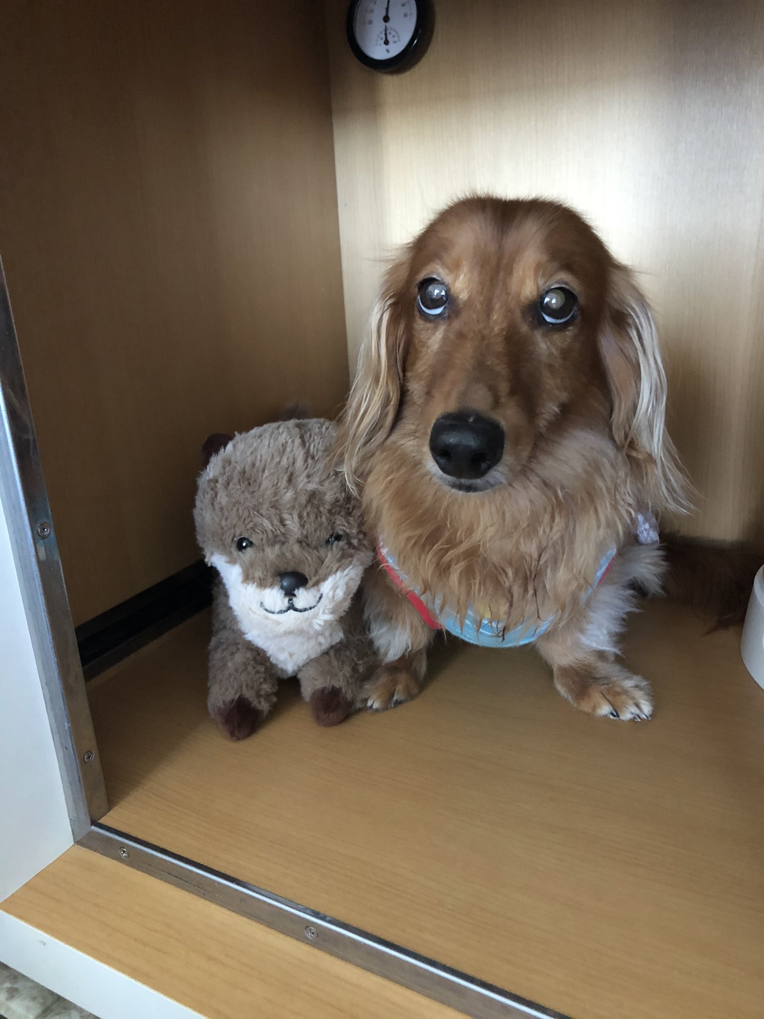 かおるこ みにの留守番友達カワウソくん ニトリ あったかぬいぐるみ T Co Lduwskcvcn Twitter