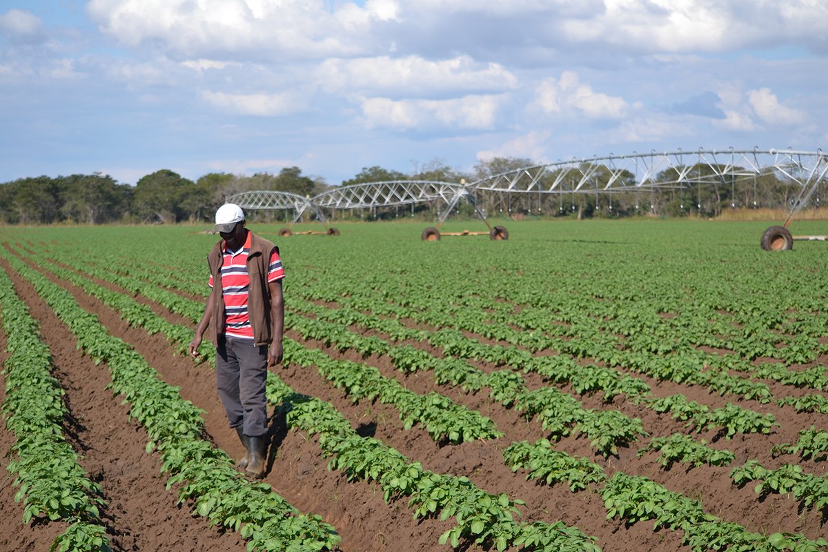 Buya_Bamba's tweet photo. #ThankfulThursday - A BIG Shout out to our Local ZAMBIAN Farmers & farmworkers who continue to work diligently for us throughout the year.πΏπ²πΏπ²πΏπ²
#buyabamba #zambia #agriculture #potatoes #farmers #BuyLocal #supportlocal #SupportYourLocalEconomy #staysafe #GRIMME https://t.co/IjhHEvyrL5