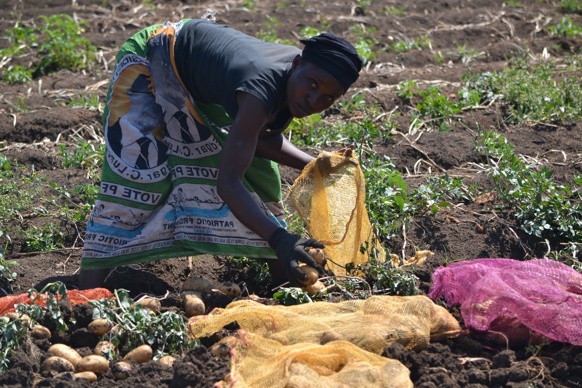 Buya_Bamba's tweet photo. #ThankfulThursday - A BIG Shout out to our Local ZAMBIAN Farmers & farmworkers who continue to work diligently for us throughout the year.πΏπ²πΏπ²πΏπ²
#buyabamba #zambia #agriculture #potatoes #farmers #BuyLocal #supportlocal #SupportYourLocalEconomy #staysafe #GRIMME https://t.co/IjhHEvyrL5