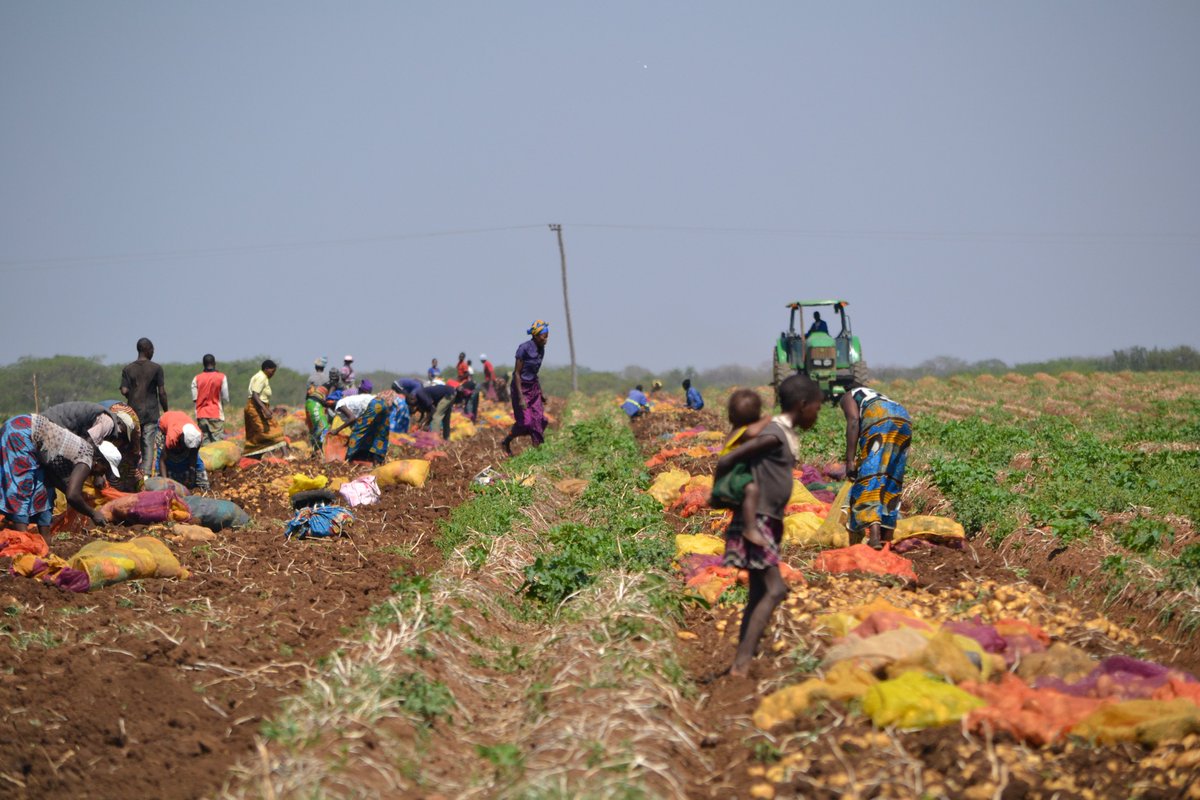 Buya_Bamba's tweet photo. #ThankfulThursday - A BIG Shout out to our Local ZAMBIAN Farmers & farmworkers who continue to work diligently for us throughout the year.πΏπ²πΏπ²πΏπ²
#buyabamba #zambia #agriculture #potatoes #farmers #BuyLocal #supportlocal #SupportYourLocalEconomy #staysafe #GRIMME https://t.co/IjhHEvyrL5