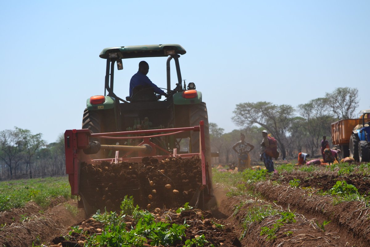 Buya_Bamba's tweet photo. #ThankfulThursday - A BIG Shout out to our Local ZAMBIAN Farmers & farmworkers who continue to work diligently for us throughout the year.πΏπ²πΏπ²πΏπ²
#buyabamba #zambia #agriculture #potatoes #farmers #BuyLocal #supportlocal #SupportYourLocalEconomy #staysafe #GRIMME https://t.co/IjhHEvyrL5