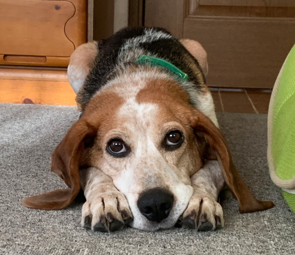 栃木県里親募集動物情報 里親募集 甘えん坊ののび太です 栃木県 小山市 犬の里親募集 3166 ペットのおうち T Co 8yvmgh7pnp 雑種犬 中型犬 保護犬 犬 ビーグル T Co Bzxouowdmu Twitter