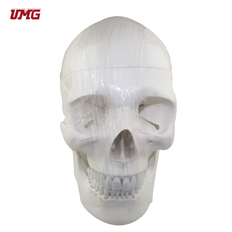 WendyZh26130456's tweet image. Dental Model of human shull (plastic pvc) Human-emulated Skull Model (consist of 3 parts)
#dental #headmodel #model