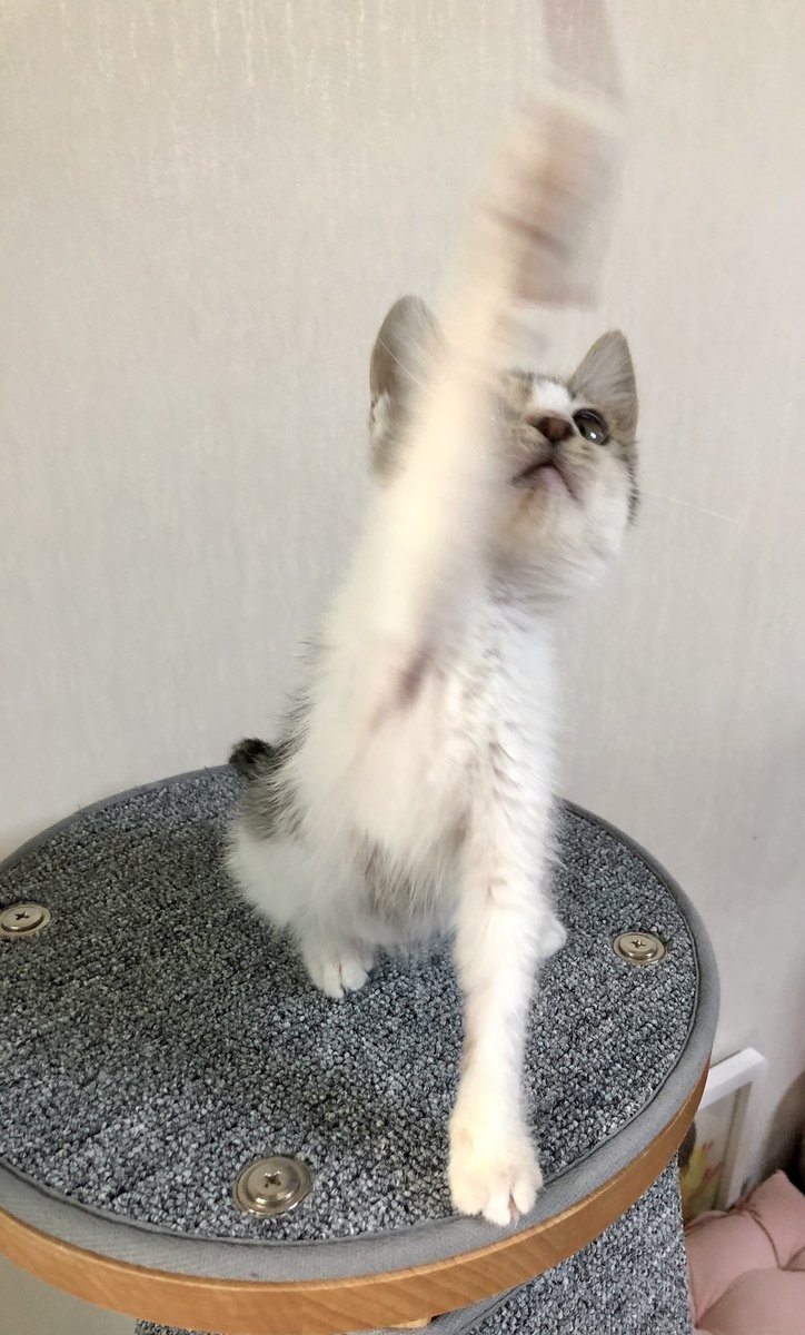 whitesugar_cat's tweet photo. 요런요런 똥똥배 뽀송이가 엄마를 기다리구 있다구요~ 빨리 오시라구요~! https://t.co/AWaw3oDmzz