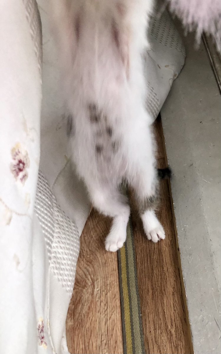whitesugar_cat's tweet photo. 요런요런 똥똥배 뽀송이가 엄마를 기다리구 있다구요~ 빨리 오시라구요~! https://t.co/AWaw3oDmzz
