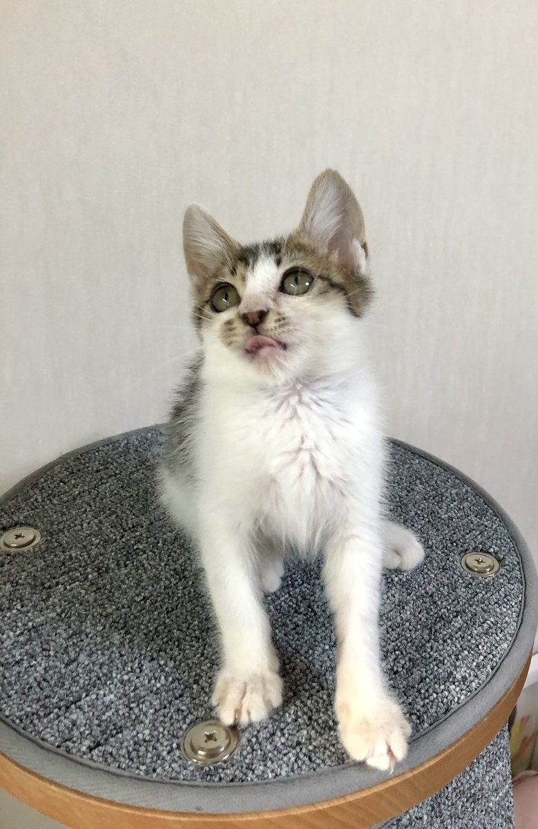 whitesugar_cat's tweet photo. 옴마,,
오는거 마쟈? https://t.co/chUdyawvOc