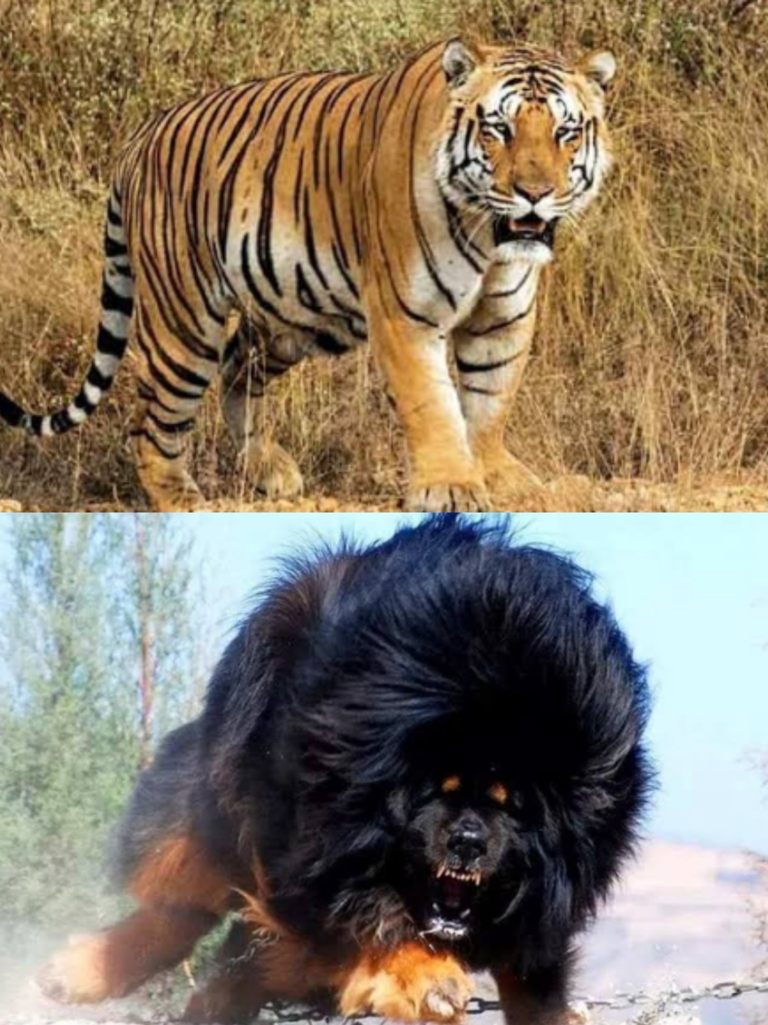 Tibetan Mastiff Tiger Head