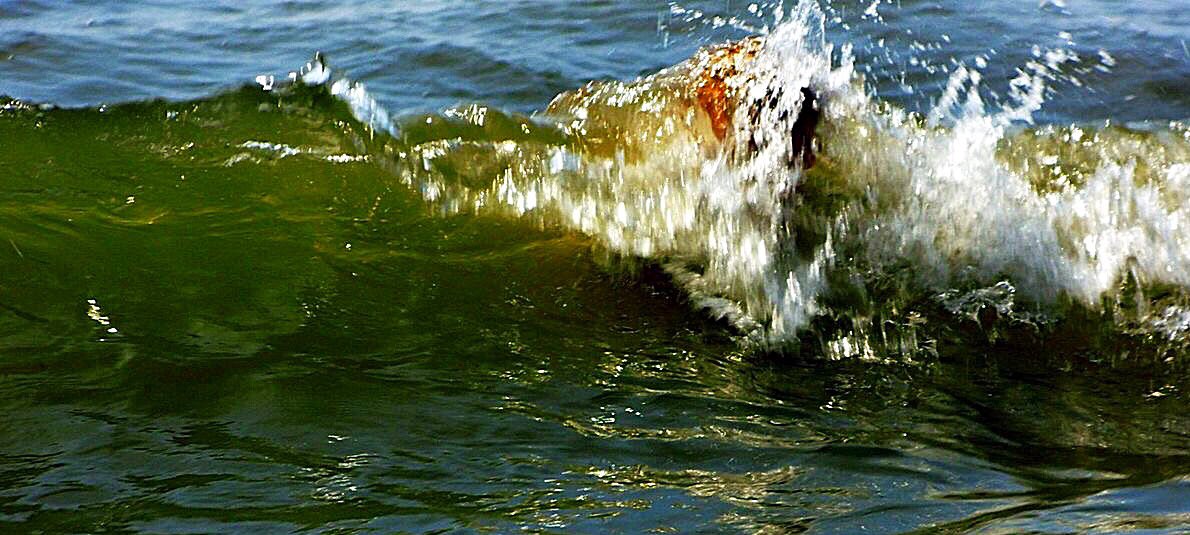 De tweede golf is net zo erg als de eerste.
Na de persconferentie hoor en lees ik een tsunami van meningen, analyses en andere beoordelingen én veroordelingen. 
Als we ons nu eens gewoon aan de regels houden?
En voor wie het wil weten,vandaag is het Wereld Tsunami Dag.
#lockdown