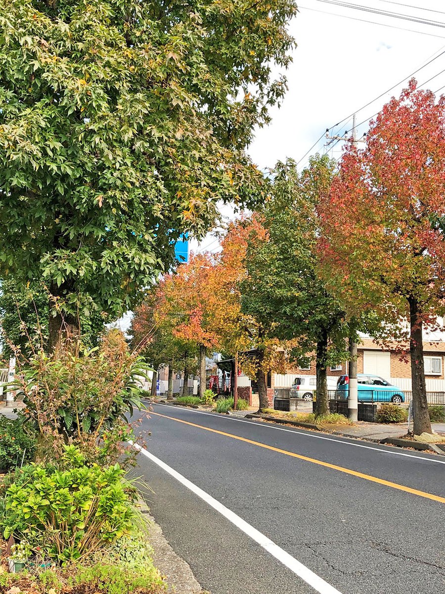 シティライフ編集室 千葉県市原市国分寺台にある 国分寺通り の街路樹はモミジバフウ 葉は楓によく似ていますが楓とは種類が違う 紅葉葉楓 シティライフ 市原市 国分寺台 らぶちば 風景 Landscape 景色 View 散歩 街路樹 モミジバフウ 国分寺 シティライフ編集室 千葉県市原市国分寺台にある 国分寺通り の街路樹はモミジバフウ 葉は楓によく似ていますが楓とは種類が違う 紅葉葉楓 シティライフ 市原市 国分寺台 らぶちば 風景 Landscape 景色 View 散歩 街路樹 モミジバフウ 国分寺