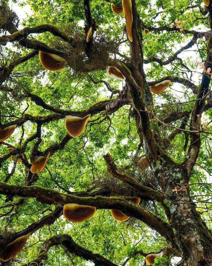 شجرة الكنز ☺️