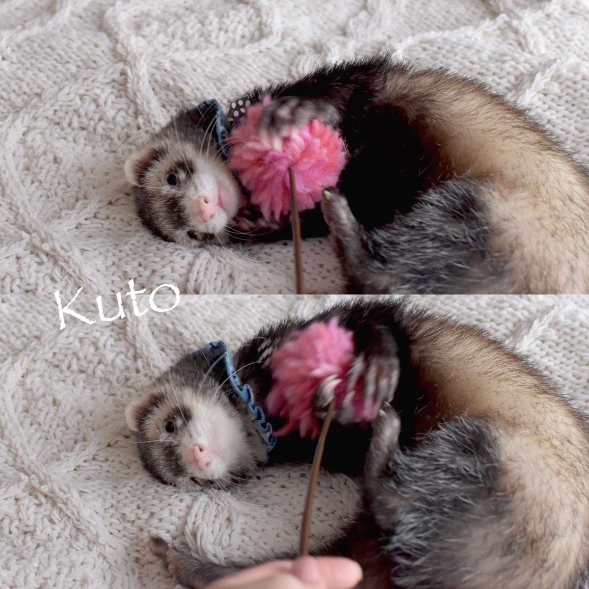 techi_kapu's tweet photo. ゴロゴロ〜🐼♡ https://t.co/bng7NqTSd5