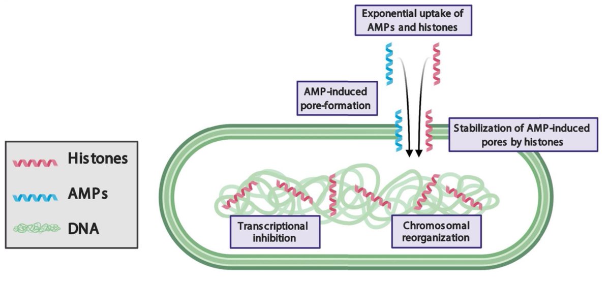 siryaporn_lab's tweet photo. Now published: Leora's review on disrupting DNA organization as a new antibiotic strategy: https://t.co/p12ZBDSuul https://t.co/F407eb2E4R