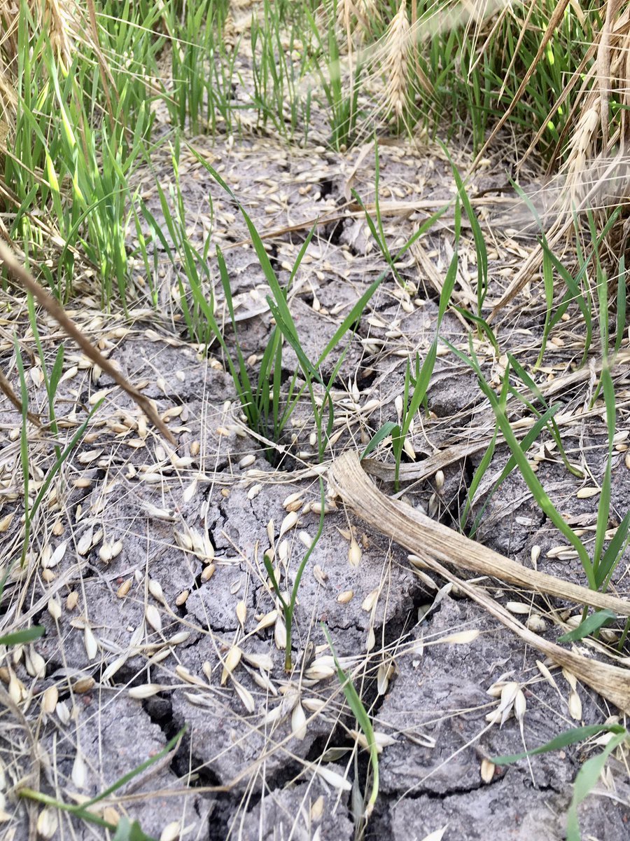 Marty Colbert tweet media