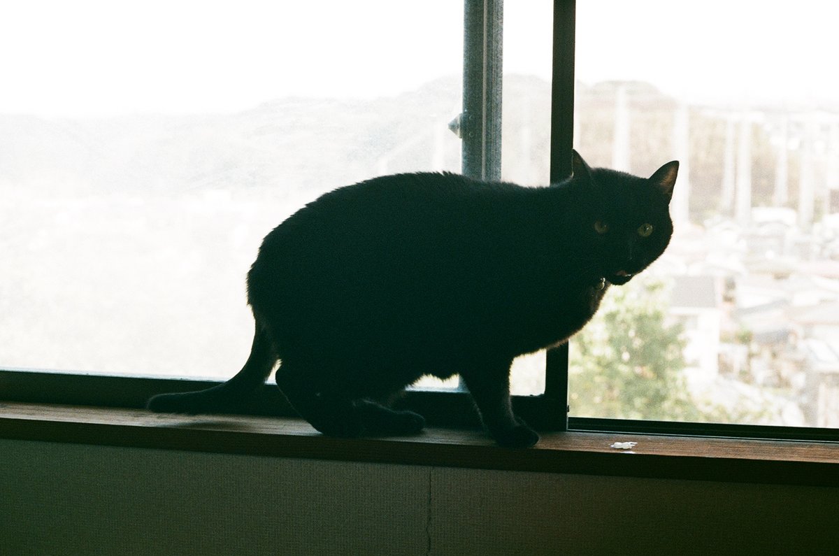 printone_jp's tweet photo. こんにちは。実家で飼っている黒猫のとらっちの写真を元にフレームシールを作ってみました🐤です。遠くにいても近くに感じられます。プレゼント企画中!皆さんもぜひペットや好きなもので作ってみてください!#黒猫 #猫好きさんと繋がりたい #猫好き #oneprint https://t.co/1XjUKnnD8Z