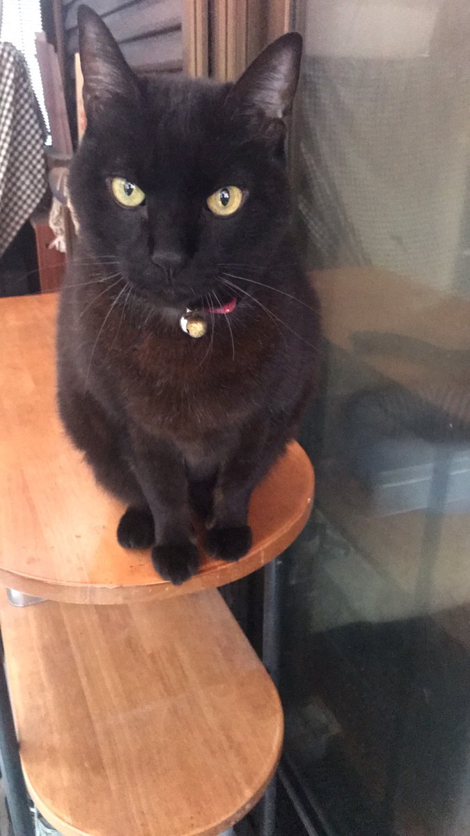printone_jp's tweet photo. こんにちは。実家で飼っている黒猫のとらっちの写真を元にフレームシールを作ってみました🐤です。遠くにいても近くに感じられます。プレゼント企画中!皆さんもぜひペットや好きなもので作ってみてください!#黒猫 #猫好きさんと繋がりたい #猫好き #oneprint https://t.co/1XjUKnnD8Z