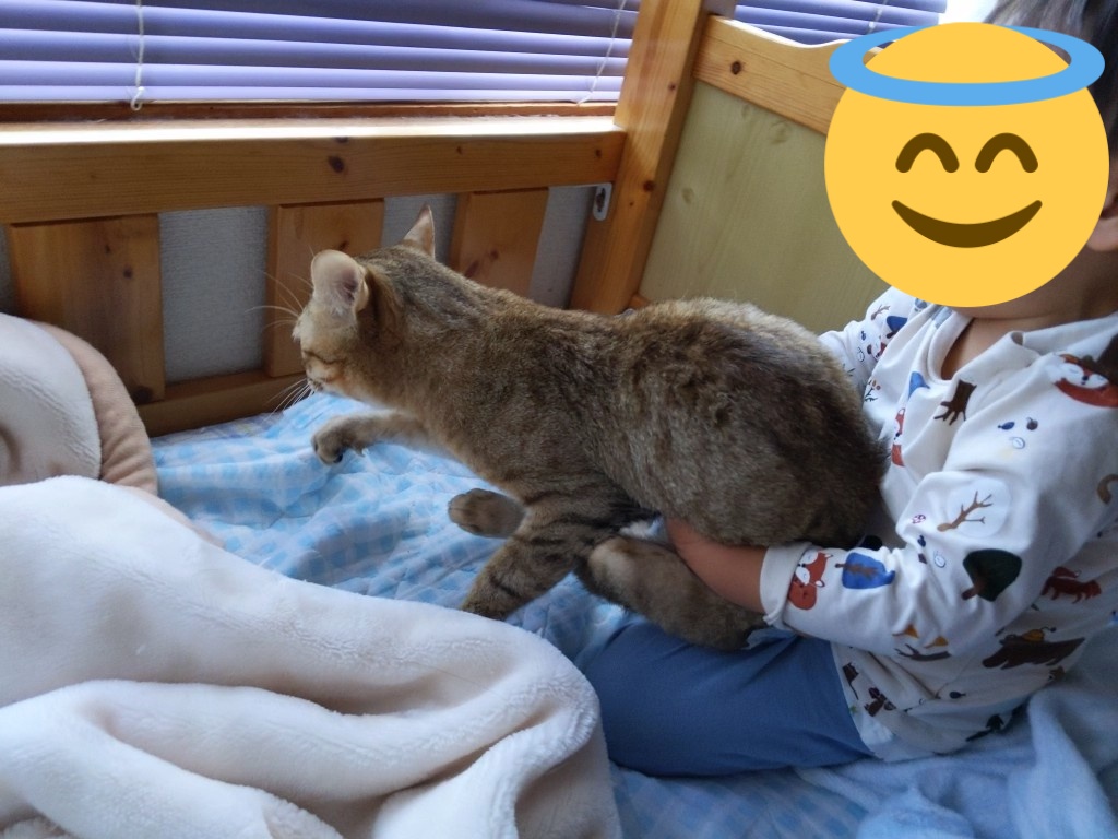 karakoro72's tweet photo. 抱っこしたい。

#りん #保護ねこ #猫とこども #1歳5ヶ月 https://t.co/aWzGthXUHq