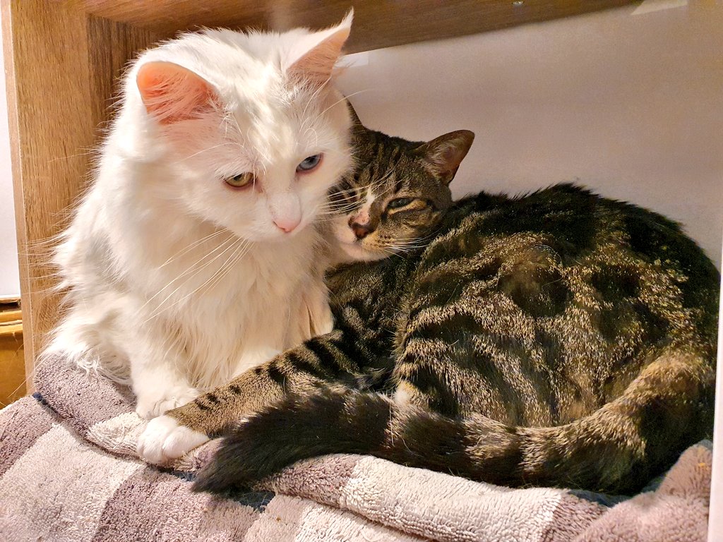 i_am_nw's tweet image. I&apos;ve counted to 22,450 and I&apos;ve found my happy place again. My first keynote delivered - tick ✅ - these guys probably stole the show though. 
#CatsInKeynotes
#SorryIfIBrokeTheInternet

Thank you @DrupalSouth for another fantastic #DrupalGov