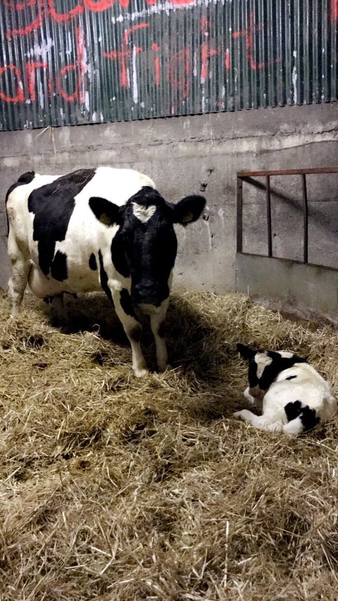 Kilsunny_Herd's tweet image. Another new arrival waiting for us 🤗
#goodmorning #milk365 #calving20
