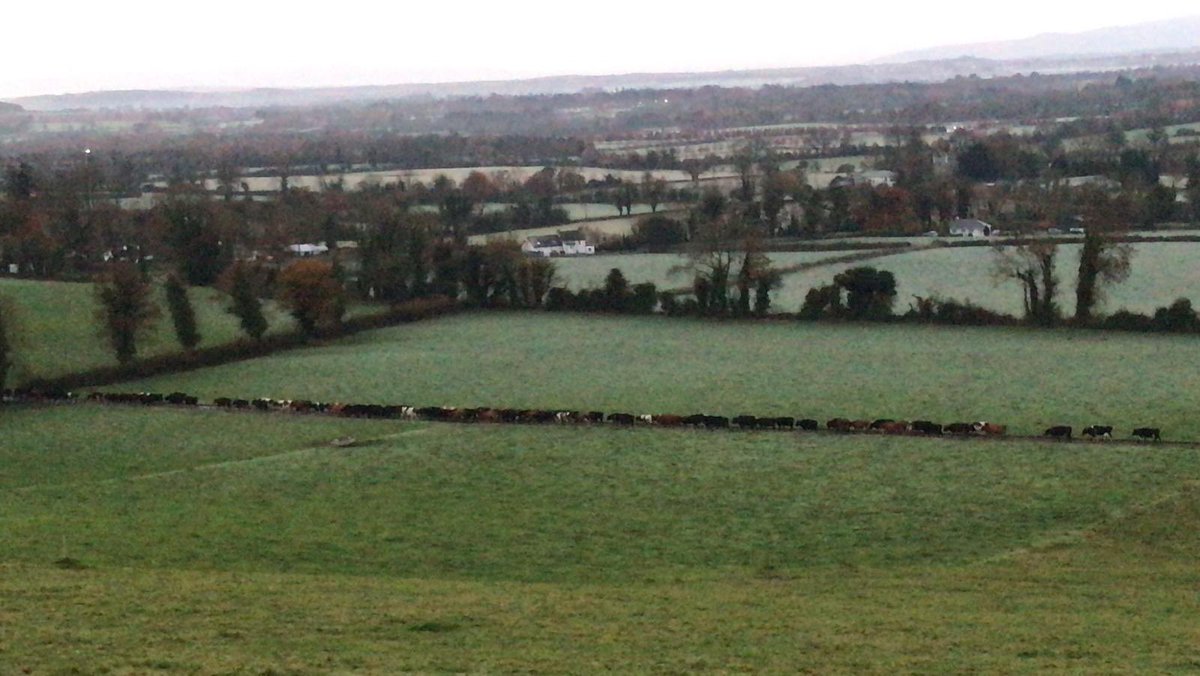 sprinkles785's tweet photo. Gooooood morning from south Tipp 😊.......
#cowtrain https://t.co/Fgpj4d43yZ