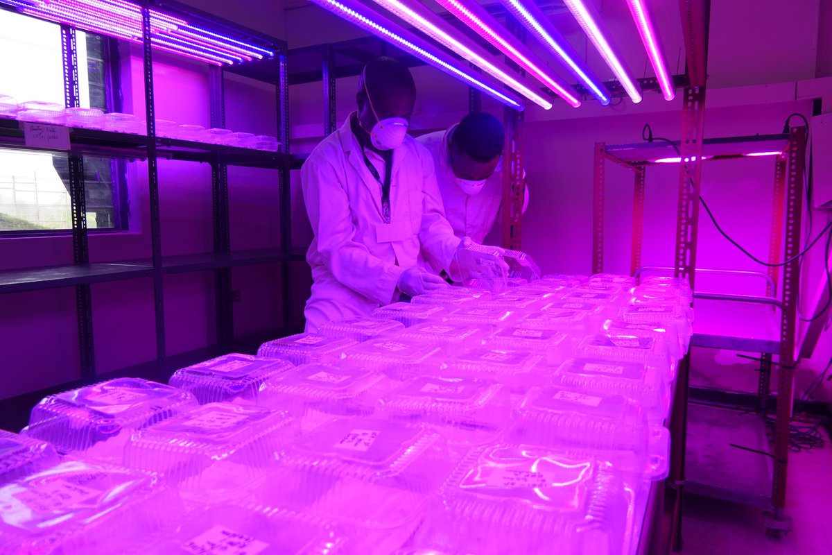 iitagoseedltd's tweet photo. In 2016, #Nigeria produced 680,000 Tons of #soybeans, failing to meet the domestic demand of 2.2Million Tons in 2016 due to low yields.
Having quality seed is key to achieving this, working on this by producing quality #seed that goes through germination rate test before release. https://t.co/GLhbjG4tte