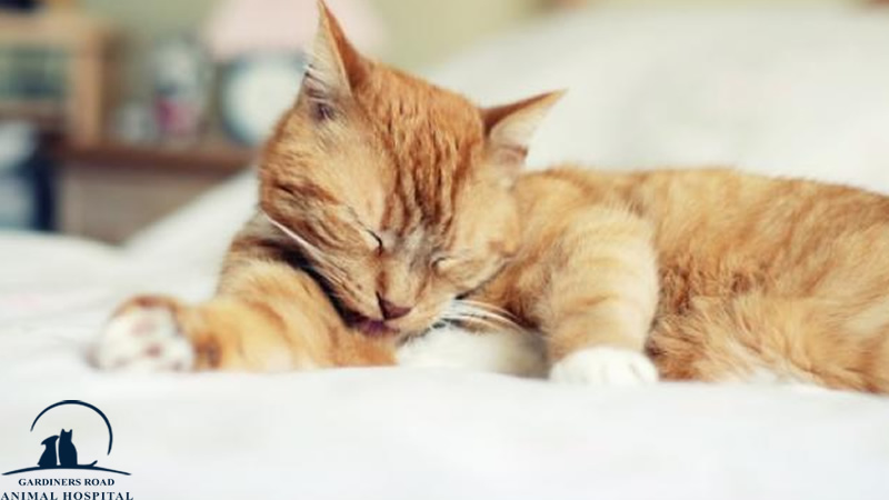 grahkingston's tweet image. Veterinary Service: What to Do When Your Cat Has Hairballs

At Grah Kingston, we are providing quality Veterinary Service in Kingston. 

blog.grahkingston.com/veterinary-ser…

For Inquiries:

grahkingston.com

#VeterinaryServiceInKingston
#VeterinaryService
#YearlyHealthExamService